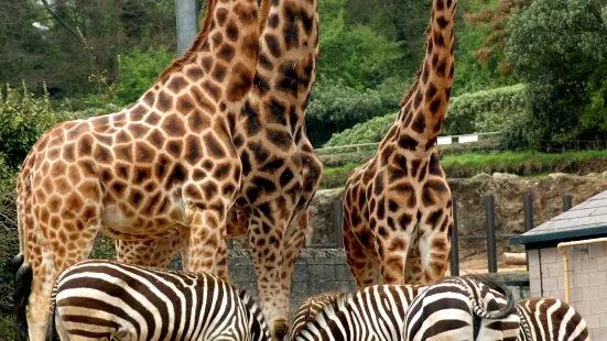 ベルファスト動物園