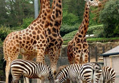 Belfast Zoo