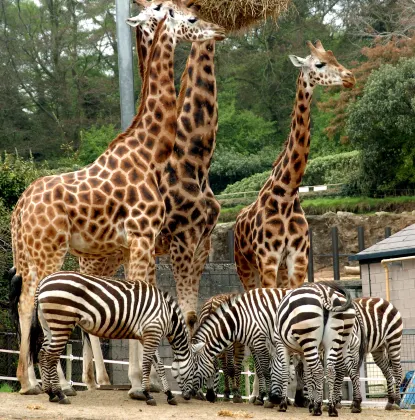 2-звездочные отели в г. Свонси