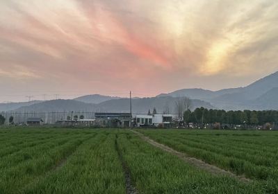 State-owned Sanhu Farm in Hubei Province