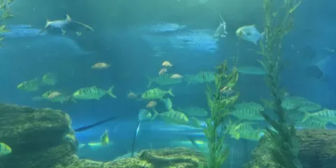 天涯熱帶海洋動物園