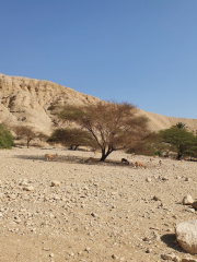 Wadi Arugot