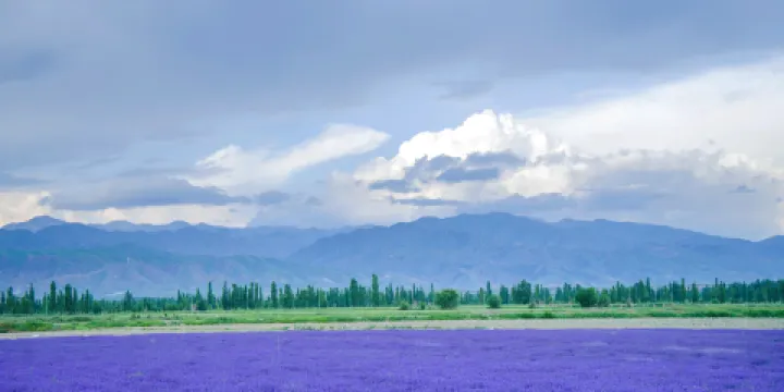 紫霞仙子薰衣草園