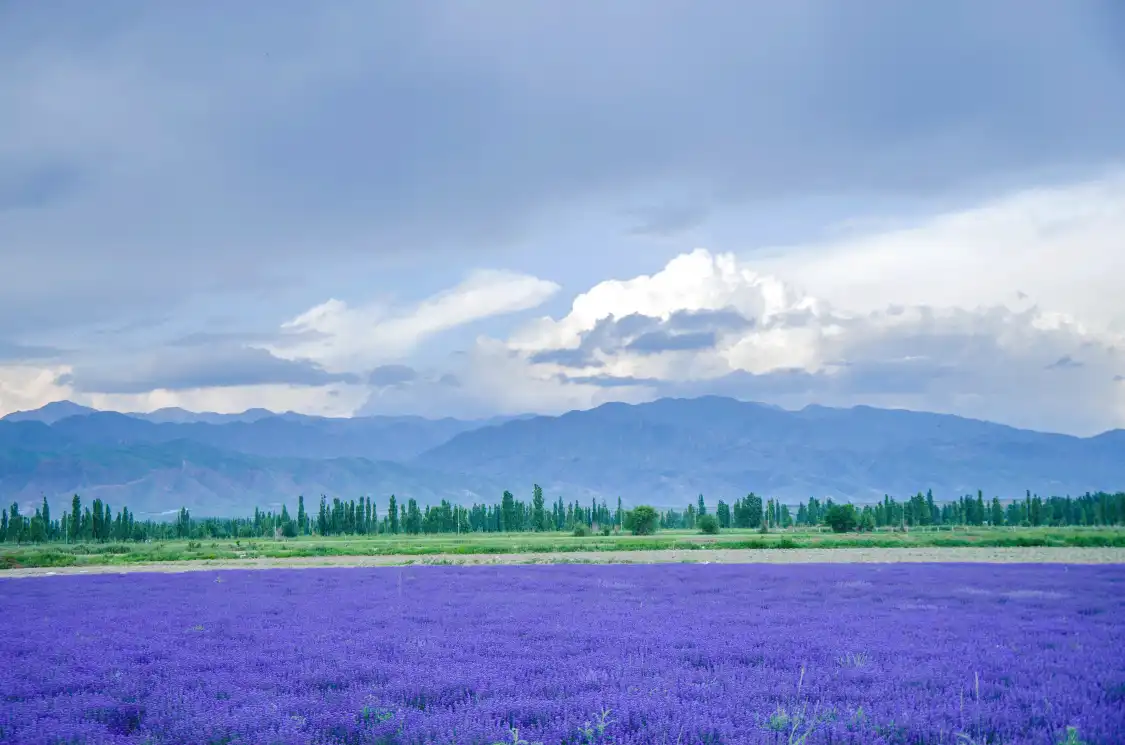 Hotels near Lavender garden