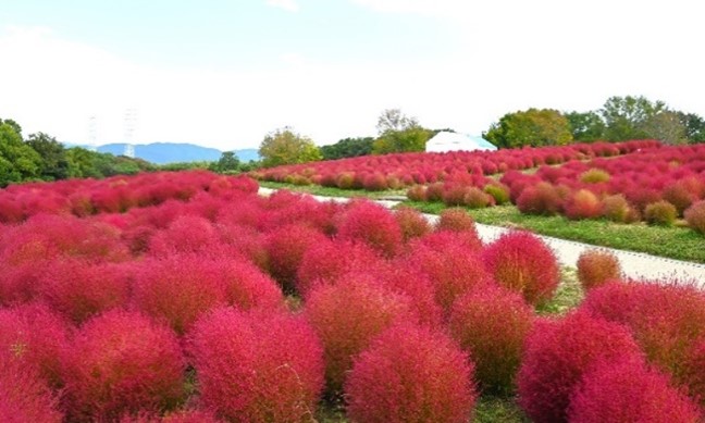 Cosmos and Kochia Festival | Suita