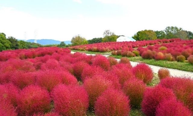 Cosmos and Kochia Festival | Suita