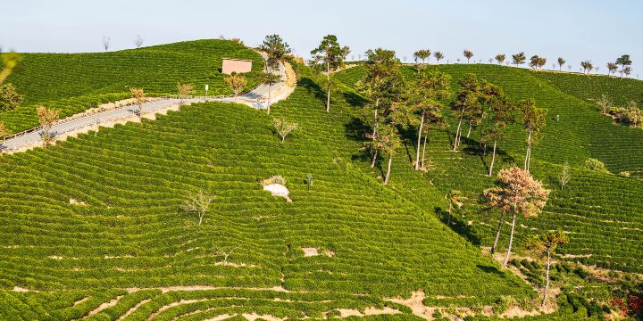 Wenxin Tea Village