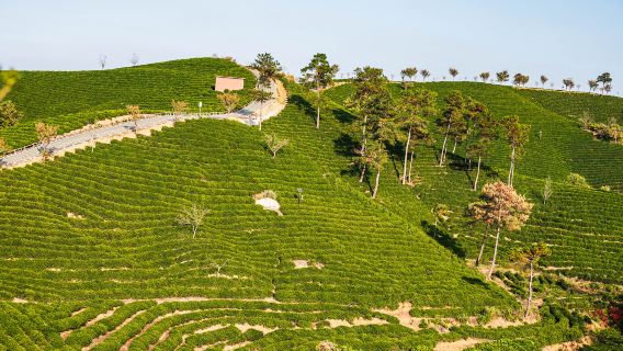 Wenxin Tea Village