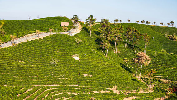 Wenxin Tea Village