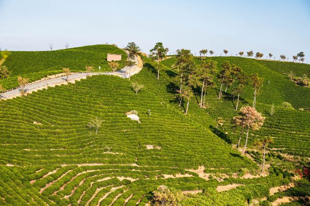 Wenxin Tea Village