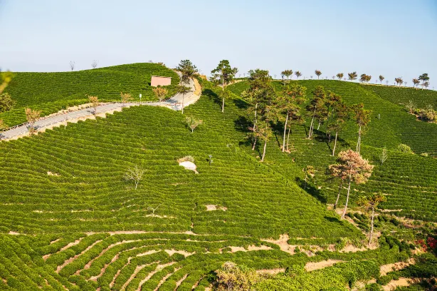 Wenxin Tea Village