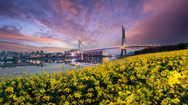 Rapeseed Flower Viewing in Chongqing