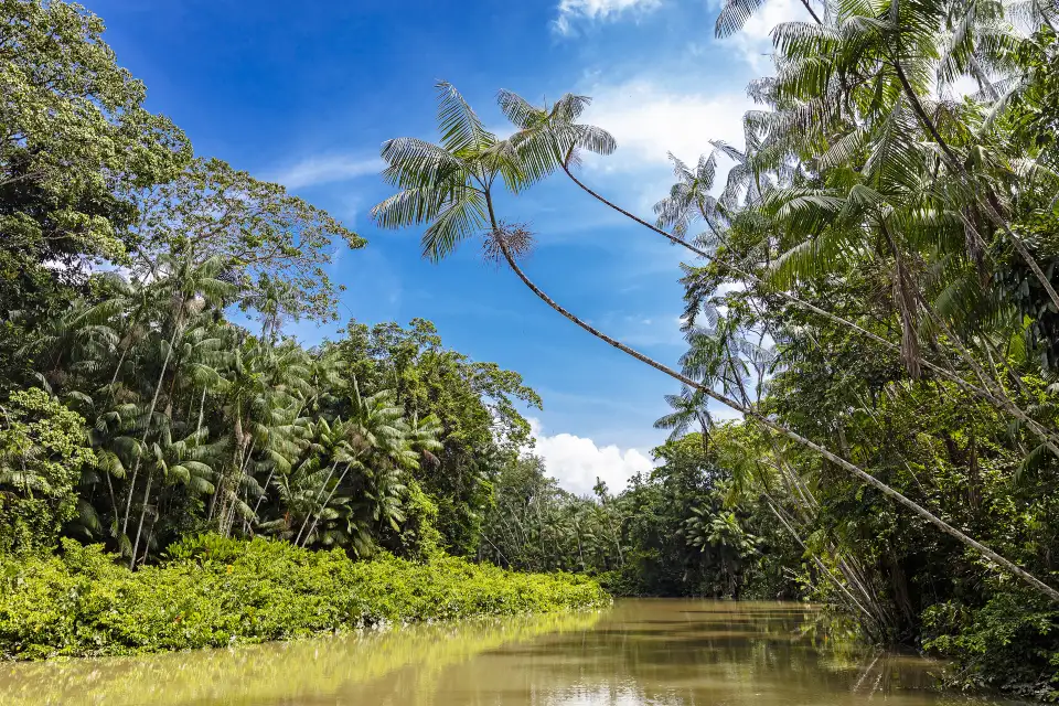 5_Amazon Rainforest