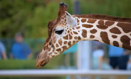 zoo di Colchester
