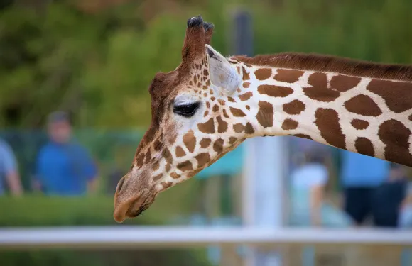 科爾切斯特動物園門票成人