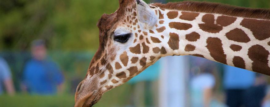Colchester Zoo