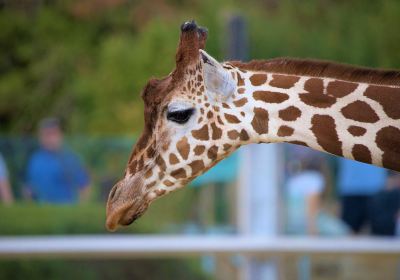 Colchester Zoo