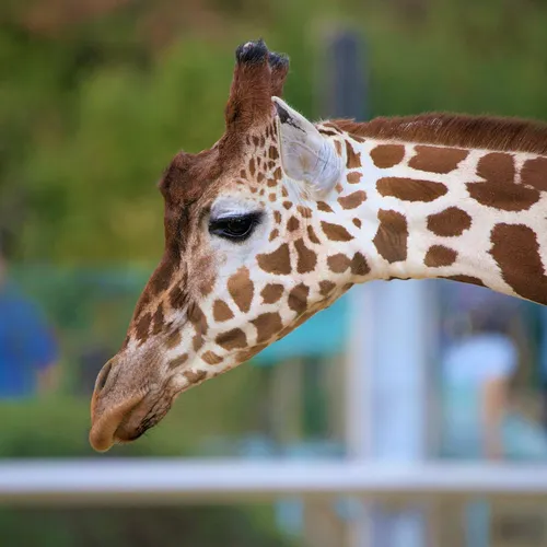 Colchester Zoo