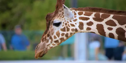 科爾切斯特動物園