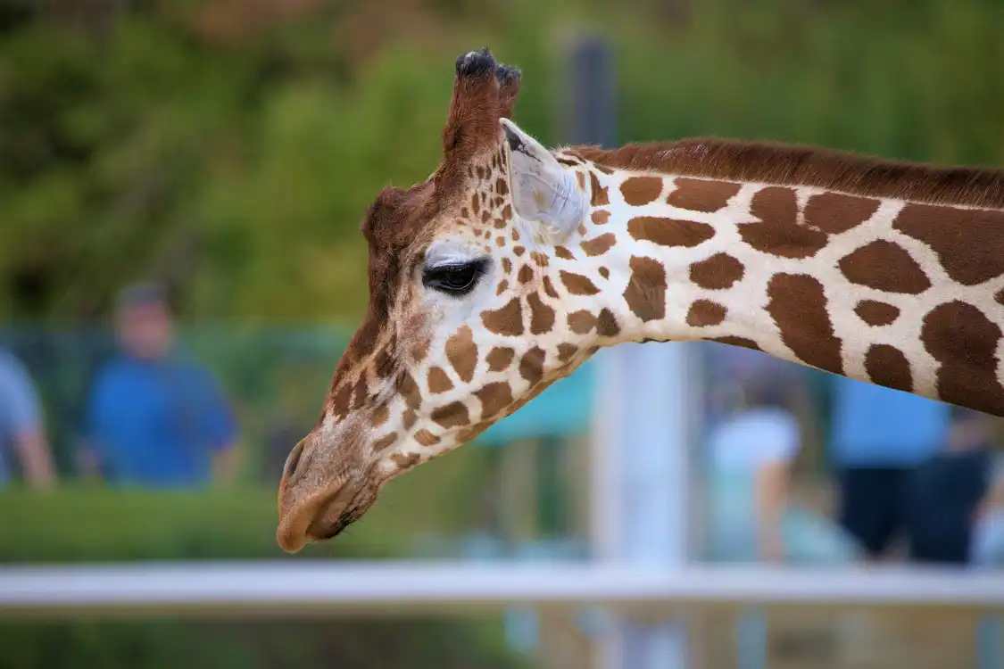 Hotels in der Nähe von Colchester Zoo