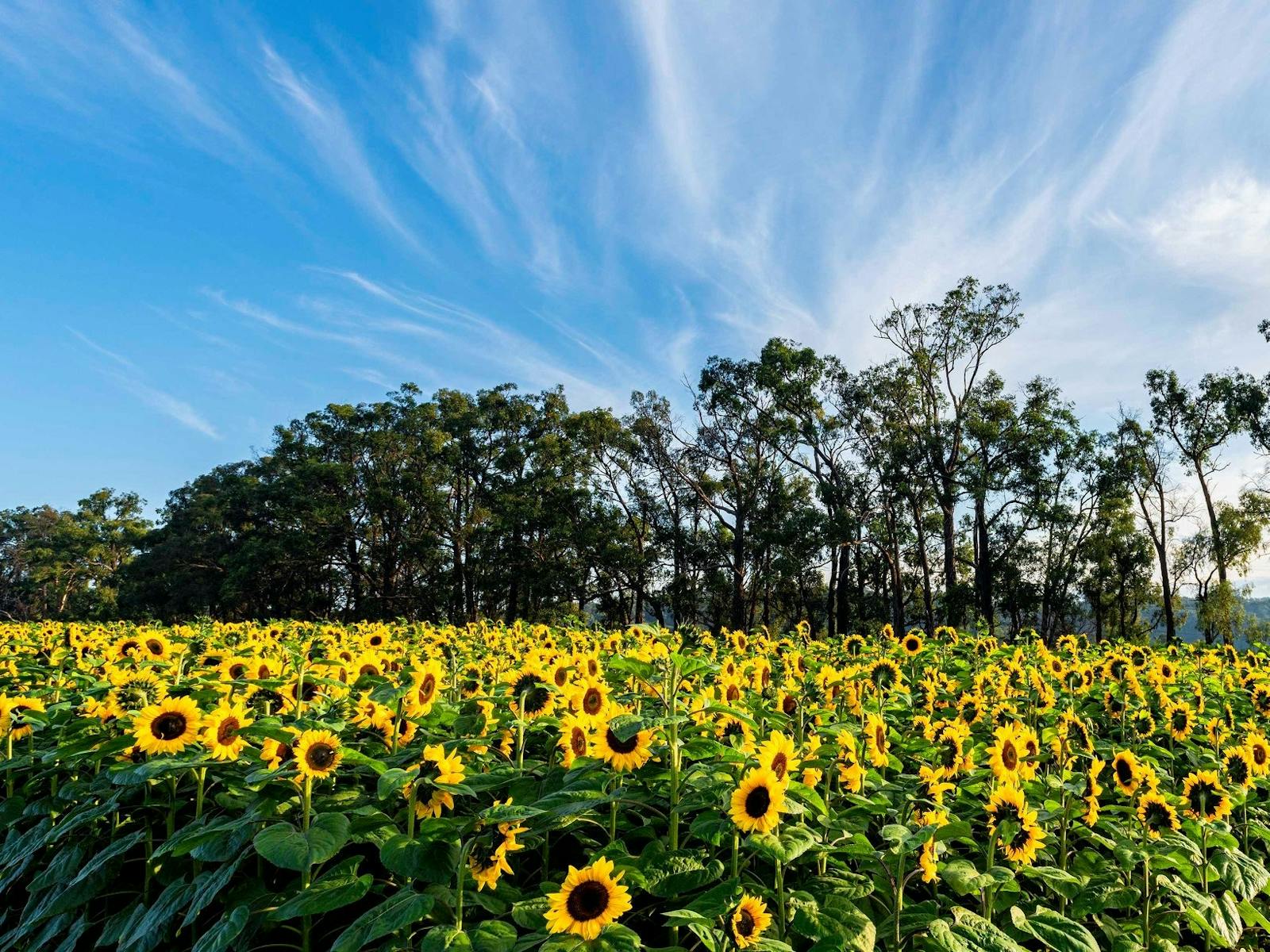 Tesselaar KaBloom Festival of Flowers | Silvan