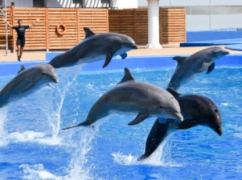 The Dolphinarium of Constanța