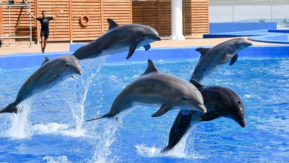 The Dolphinarium of Constanța