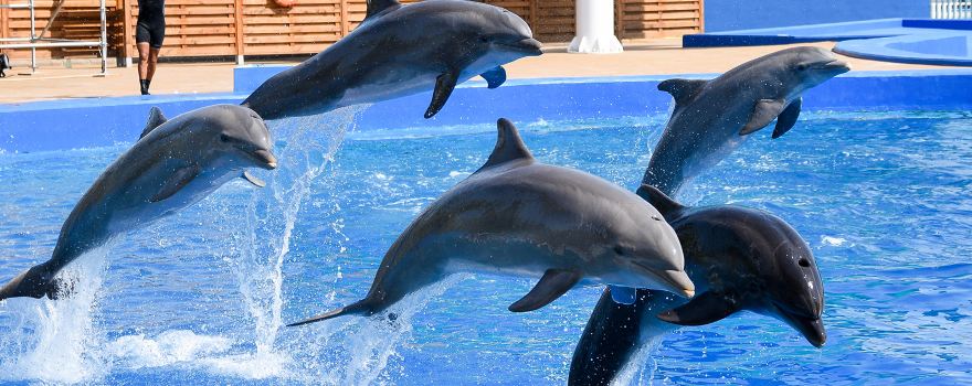 The Dolphinarium of Constanța