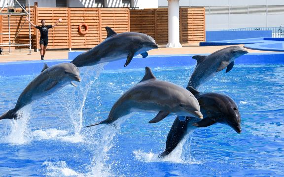 The Dolphinarium of Constanța