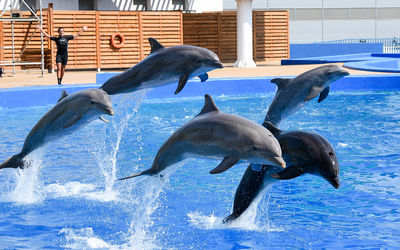 The Dolphinarium of Constanța