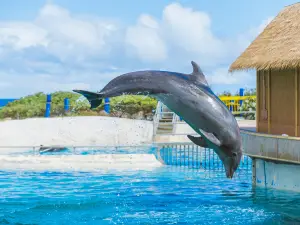 Sea Life Park Hawaii