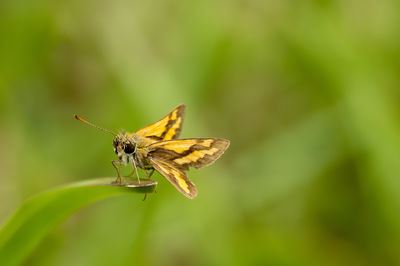 Australian Butterfly Sanctuary