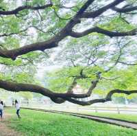 ต้นจามจุรียักษ์