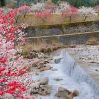旅行|花桃の里(長野県阿智村)