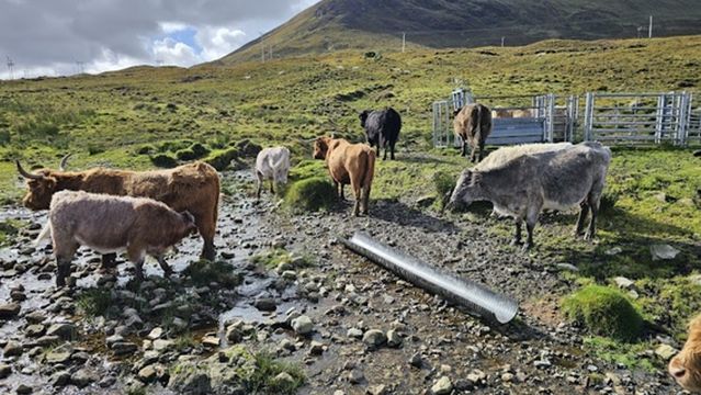 Highland Cow Parking Area.