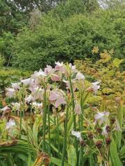 Water Garden