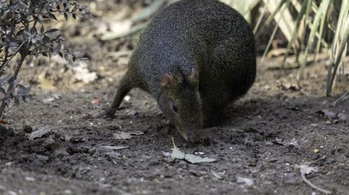 希爾斯維爾野生動物保護區