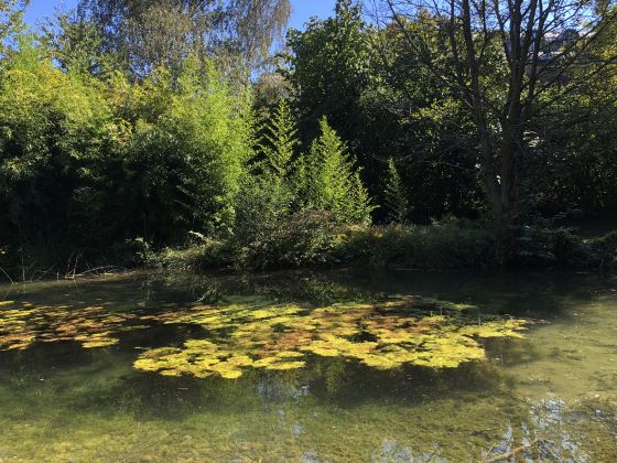 Kelsang Flowers Park