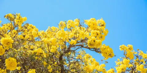 寧城公園