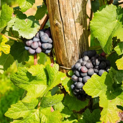 Класс люкс Отели в г. Бордо