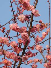 桌山花棲谷