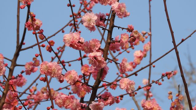 Table Mountain Flower Habitat Valley