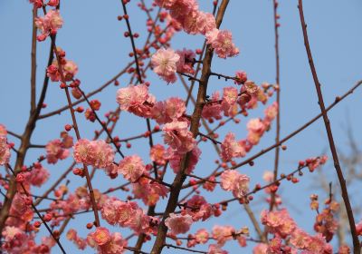 桌山花棲谷