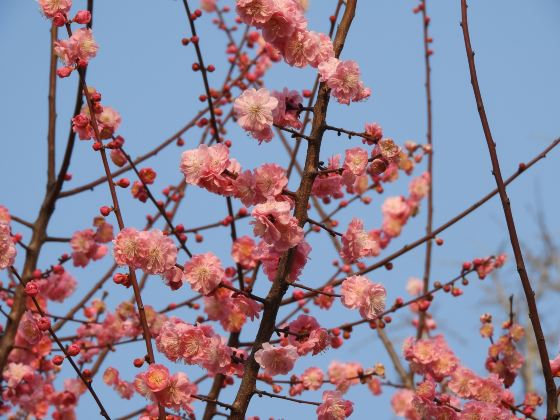 桌山花棲谷