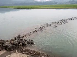 Hundreds of Cattle Crossing the River