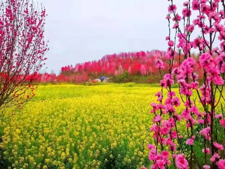 板橋鎮桃花園