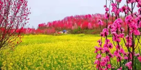 板橋·桃花源