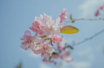 賞花踏青