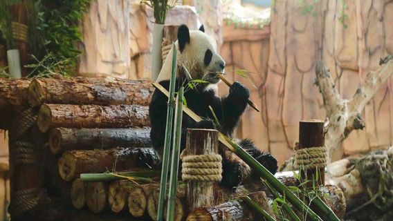 Мир дикой природы Хайси в Кванчжоу