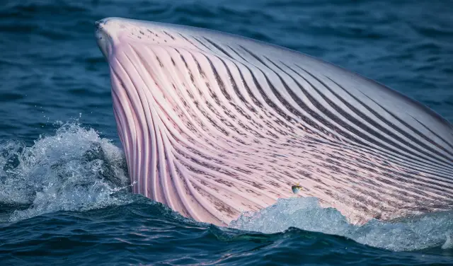 Whale Watching At Sea in Beihai